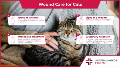 Cats are prone to injuries. Some injuries can be treated at home, while others need a formal veterinary diagnosis and treatment. It is important to know basic wound care for cats, as these injuries can become infected and lead to ongoing complications. 