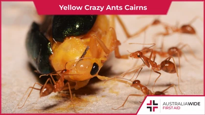 Cairns is currently dealing with several infestations of Yellow crazy ants. Yellow crazy ants are one of the world's worst invasive species, as they swarm aggressively and spray formic acid as a defence and attack mechanism. 