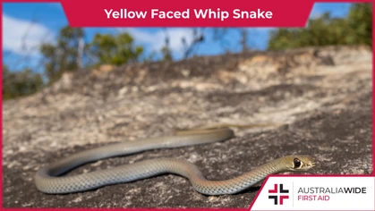 The Yellow faced whip snake is common throughout the greater Brisbane area. A shy and nervous species, the Yellow faced whip will bite when threatened, and its venom can cause severe symptoms like localised pain and swelling.