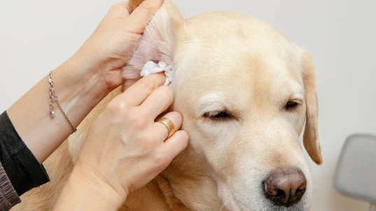 Dog having inner ear cleaned by lady using a wipe