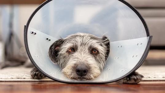 Sad injured dog wearing protective recovery cone
