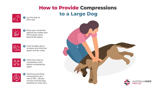 Infographic about How to Provide Compressions to Large Dogs